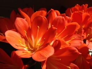 Orange flowers